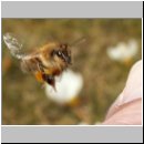 Apis mellifera - Honigbiene 03.jpg